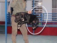 مربی آموزش و تربیت سگ در شیراز