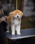 فروش سگ آکیتا ژاپنی توله و بالغ