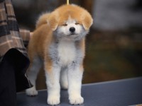 فروش سگ آکیتا ژاپنی توله و بالغ